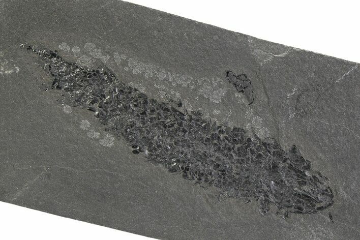 Devonian Lobe-Finned Fish (Osteolepis) Fossil - Scotland #351016